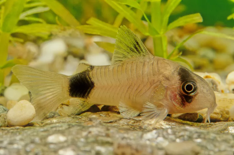 Panda Corydoras